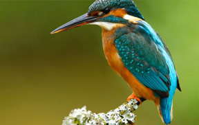 ps插件专业摄影师后期软件DxO.PhotoLab.v4.3 win+mac 降噪与光学校正