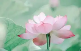 [风光预设]莫兰迪古风风光人像预设延禧攻略古风预设