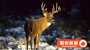 野生动物摄影