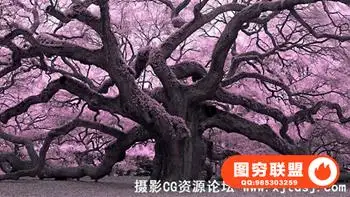 琳达-自然风景摄影