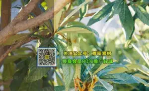 [通用预设-lr预设]俄罗斯摄影师Pavel Vozmischev明亮通透Lightroom预设