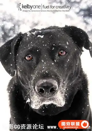 KelbyOne – The Secrets to Capturing the Best. Dog. Photos. Ever. Taken.