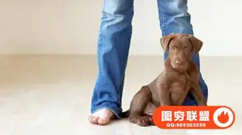 人和宠物摄影教程