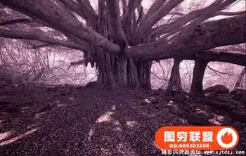 Lynda – 自然风景红外摄影及后期修图教程