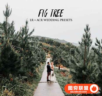 无花果树简约森系婚礼胶片LR预设 AndrewSunColor Fig Tree Lightroom
