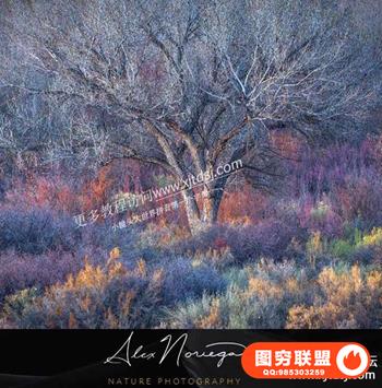 Alex Noriega - Three Trees风景摄影后期修饰附带PSB分层素材