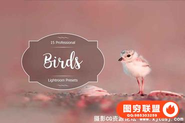 自然飞禽摄影Lightroom预设 Birds Lr Presets