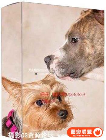 Arica Dorff的宠物摄影视频教程