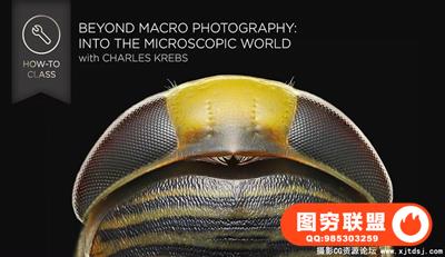 Beyond Macro Photography: Into the Microscopic World