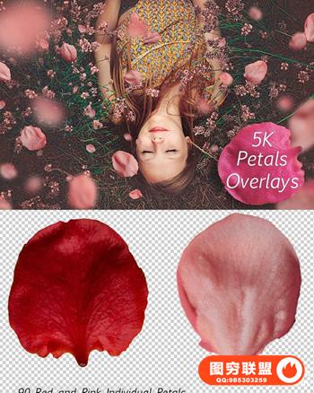 5K高清分辨率花瓣叠层覆盖层素材PSD免扣素材覆盖叠加背景纹理