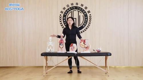 李沐子 盆底肌 内脏筋膜 10节