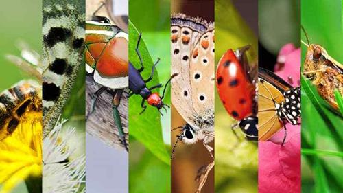 昆虫王国的科学课