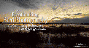 [风光]Rick Sammon-飞鸟鸟类专业摄影构图装备设置技术教程-中文字幕