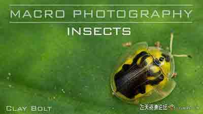 [风光]Craftsy –宏观摄影：精通昆虫微距摄影完整指南教程-中文字幕