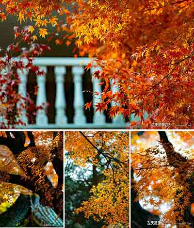 11张炫目秋色RAW文件索尼A7R3附调色配置XMP-摄影RAW原片