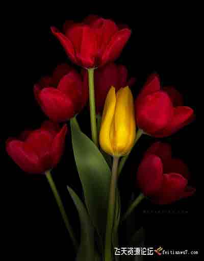 [风光]KelbyOne-Melanie Kern-Favilla 花卉静物微距摄影教程-中文字幕