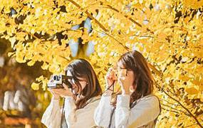 15款银杏金黄暖调清新LR写真预设PS风光滤镜PR/AE/FCPX达芬奇调色LUT