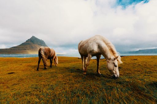 LUTs预设10套色彩分级LUT色调模仿效果Lightroom预设204款 Lutify Professional 3D LUTs ACR Lightroom