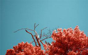 lr预设RNI Aerochrome红外胶片PS/LR预设,柯达 Aerochrome