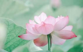 lr预设莫兰迪古风风光人像预设延禧攻略古风预设