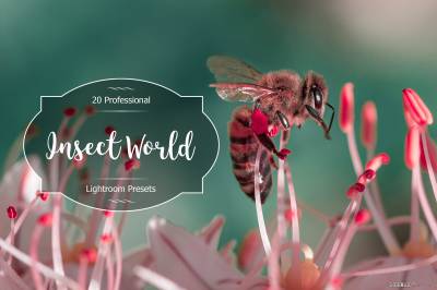微距摄影昆虫世界Lightroom预设 Insect World Lr Presets