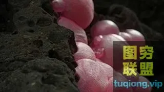 [C4D插件]4D阿诺德渲染器Solid Angle Cinema 4D To Arnold