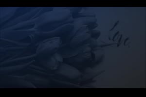 fcpx插件-10组浪漫爱情小清新婚礼字幕条标题动Wedding Lower Thirds