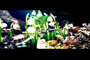自然粒子效果标题展示ae模板 Tea Party Trailer_文字特效ae模板