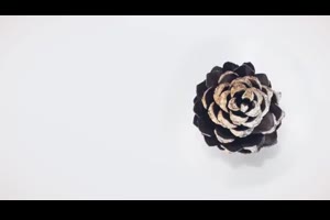 简洁自然松果文字标题展示ae模板 Clean Organic Titles_文字特效ae模板