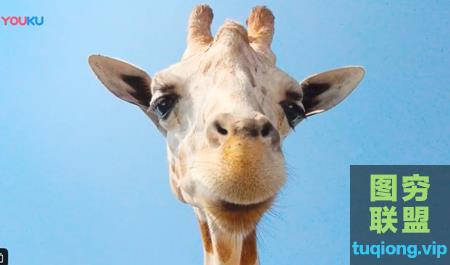 [AE模板]12组有趣的MG图形转场动画 Funny Shape Transiti@16969