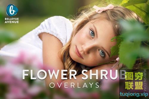 高清真实花朵灌木叠加素材Flower Shrub Overlays (Real)