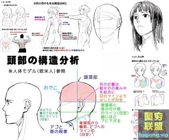 2183张P站人体结构线稿草图，线稿，精品收藏绘画参考素材