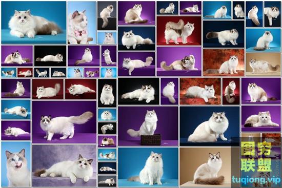 181张 布偶猫图片美术绘画原画参考素材