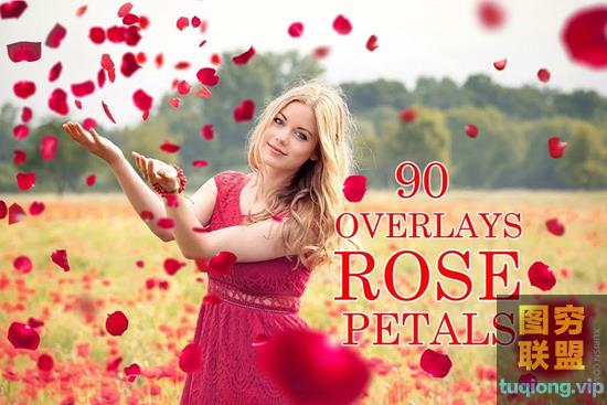 90+红白粉色浪漫玫瑰花瓣叠加素材Pink White Red Rose Petals Overlay