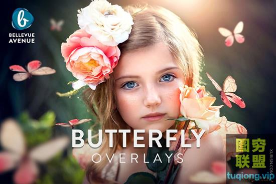 43P 真实蝴蝶PNG叠加合成素材Butterfly Overlays (Real)