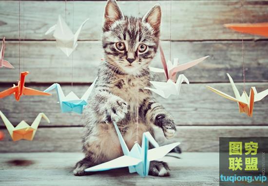 10张高清可爱小猫咪玩耍千纸鹤图片 Little kitten is playing