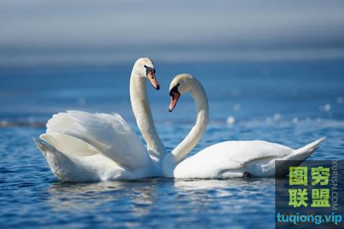 6张高清白天鹅图片素材Beautiful swans stock photo
