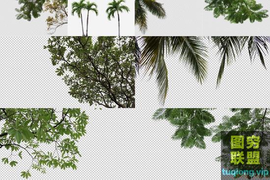 8P 高清热带树叶和树枝前景PSD透明图层合成图片素材