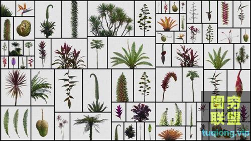 71高清史前植物透明PNG图片素材集Prehistoric Plants