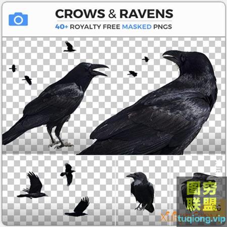 48P高清乌鸦和渡鸦不同姿势PNG透明免抠图片集CROWS & RAVENS