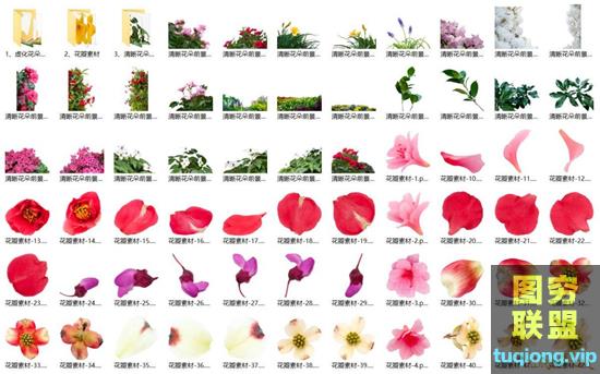 139P 清晰/虚化花朵前景/花瓣PNG免抠素材