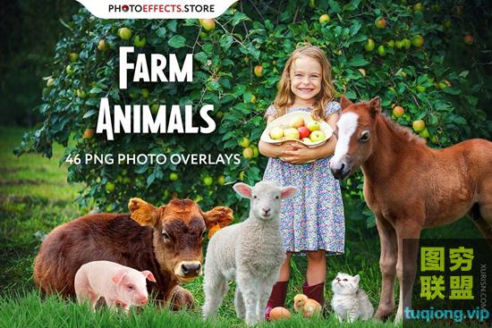 48P 透明免抠不同家禽家畜PNG图片集照片合成素材