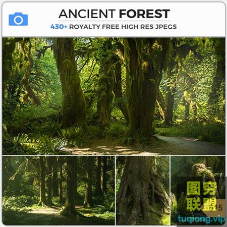 439张高清古老茂密植被森林雨林参考图片合集