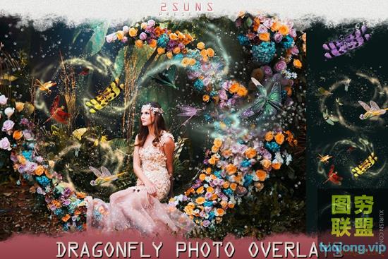 50个高清蜻蜓PNG透明合成图层素材