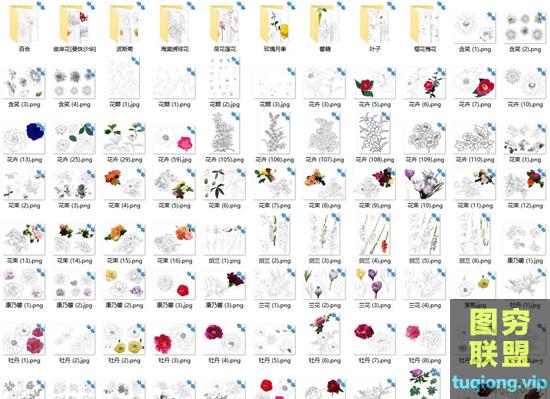 355张各类花卉线稿+上色图片参考素材