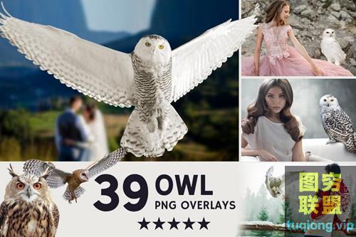 39张猫头鹰PNG透明图片合成素材Owl Photo Overlays
