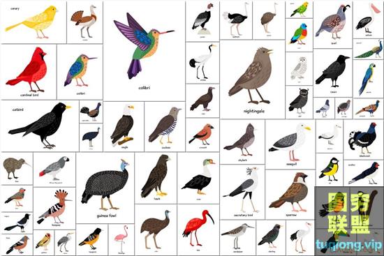 59种鸟类手绘矢量插图素材集 Big set of Different Birds
