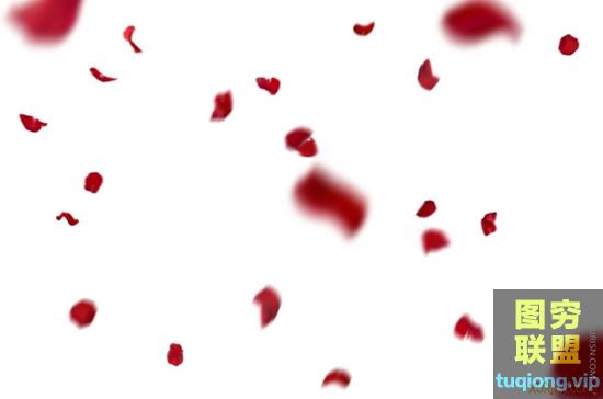 摄影后期高清玫瑰花瓣叠加合成前景素材-Falling Rose Petals Ph...