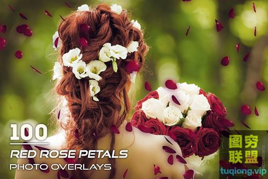 100P高清红玫瑰花瓣影楼写真叠加合成素材Red Rose Petals Overlays