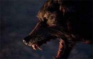 剧情电影《人狼大战》解说文案及全剧下载